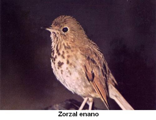 Zorzal enano.jpg